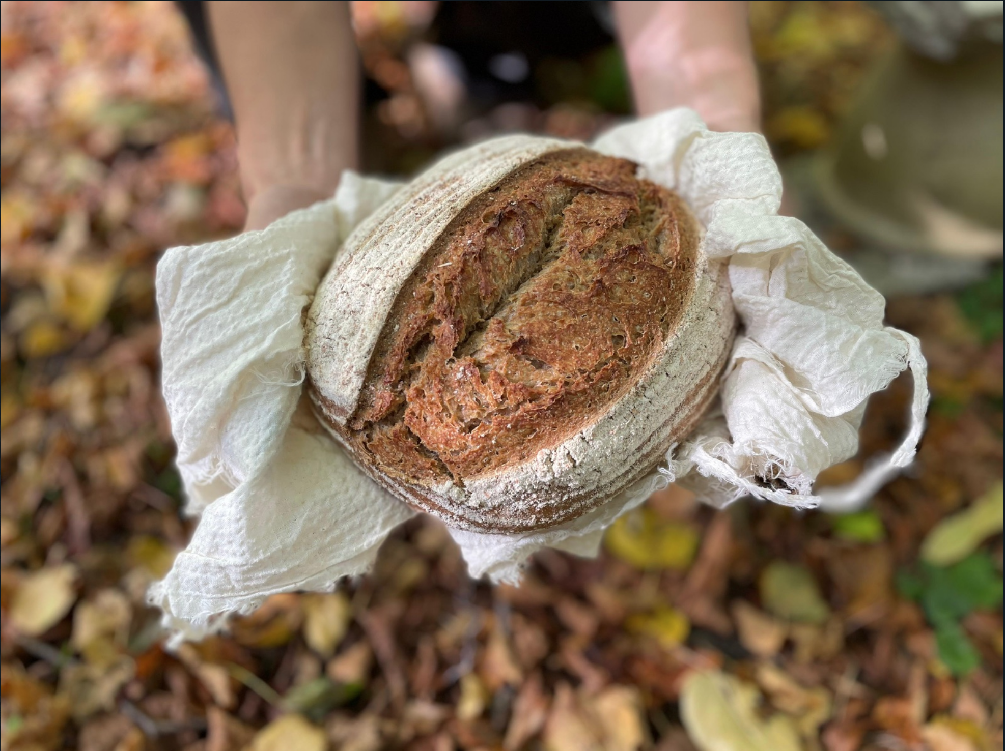 Handgekneed en handgevormd zuurdesem biologisch brood uit Makkinga Friesland. Lokale ingredienten uit Groningen en Frieslkand.