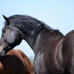 Introductie in Horsemanship | Serie van 3 lezingen