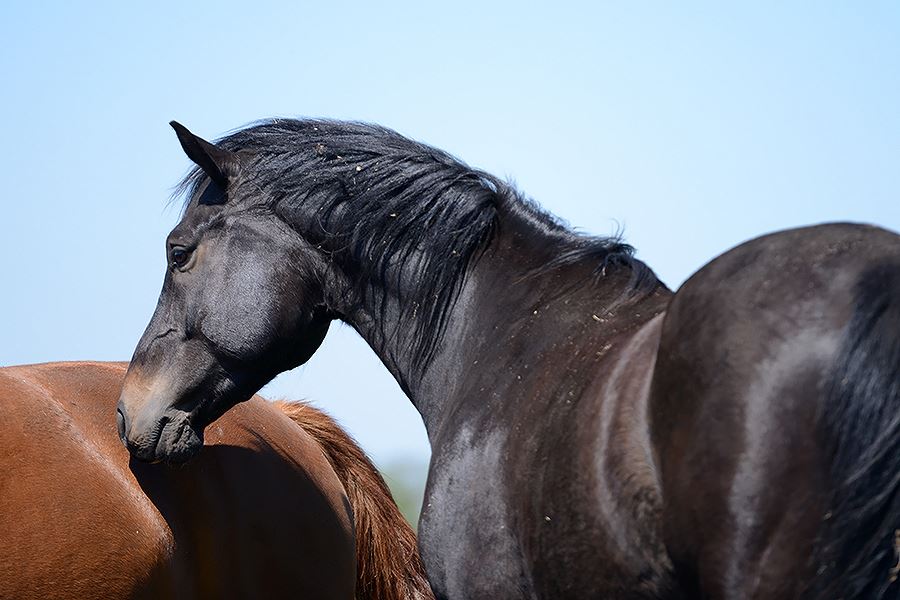 Introductie in Horsemanship | Serie van 3 lezingen